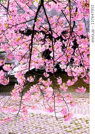 淀水路の川面にかかるピンクの河津桜 淀水路の川面にかかるピンクの河津桜 137647955