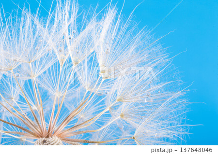 dandelion seeds close up blowing in blue background dandelion seeds close up blowing in blue background 137648046