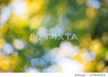 natural green background. background in green colors, the bokeh effect natural green background. background in green colors, the bokeh effect 137648103