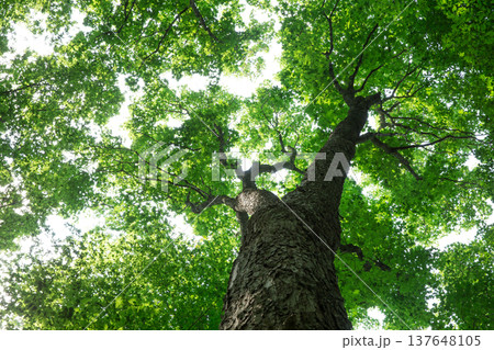 Forest trees. nature green wood sunlight backgrounds 137648105