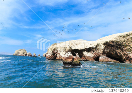 Birds in Ballestas Island (Paracas/Pisco, Peru) 137648249