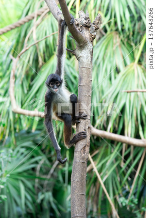 Spider monkey Spider monkey 137648266