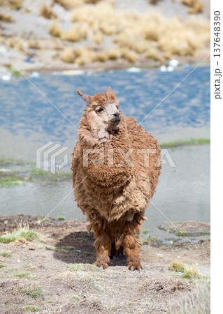 lamas in Andes,Mountains, Peru 137648390