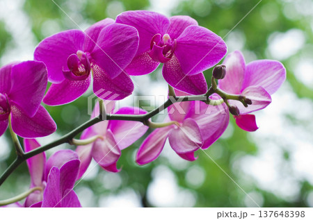 orchid flower with green i 137648398