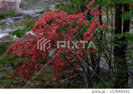 初夏の長野県大桑村の阿寺渓谷では、紫色や橙色のツツジとエメラルドグリーン色の川が似合います。 初夏の長野県大桑村の阿寺渓谷では、紫色や橙色のツツジとエメラルドグリーン色の川が似合います。 137648442