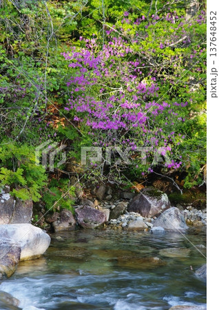 初夏の長野県大桑村の阿寺渓谷では、紫色や橙色のツツジとエメラルドグリーン色の川が似合います。 137648452