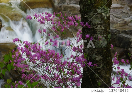 初夏の長野県大桑村の阿寺渓谷では、紫色や橙色のツツジとエメラルドグリーン色の川が似合います。 137648453