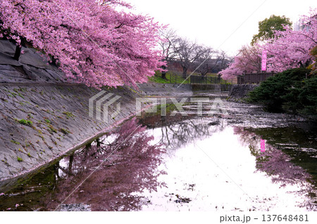 淀水路に植えられたピンクの河津桜の桜並木 淀水路に植えられたピンクの河津桜の桜並木 137648481