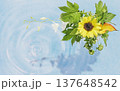 向日葵と水面 137648542