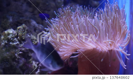 Magnificent Sea Anemone in an Aquarium Setting Magnificent Sea Anemone in an Aquarium Setting 137648602