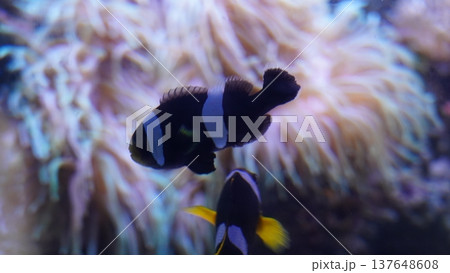 Clownfish in Aquarium Black and White Ocellaris Clownfish in Aquarium Black and White Ocellaris 137648608