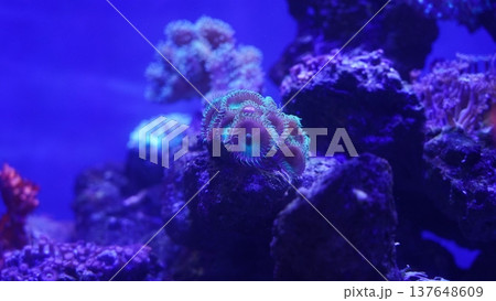Button Polyps Underwater Marine Life Coral Reef Aquarium 137648609