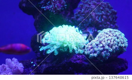 Underwater Coral Reef Scene with Fish and Soft Coral 137648615