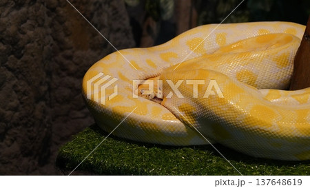 Albino Burmese Python Close Up Reptile Portrait Albino Burmese Python Close Up Reptile Portrait 137648619