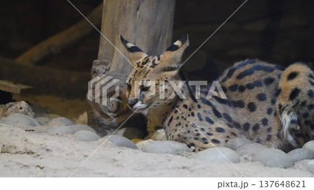 Resting Serval Wild Cat Portrait 137648621
