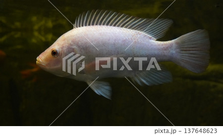 Albino Nile Tilapia Fish Close Up Portrait Albino Nile Tilapia Fish Close Up Portrait 137648623