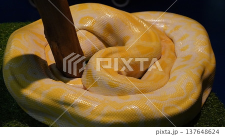 Albino Burmese Python Wrapped Around a Branch 137648624