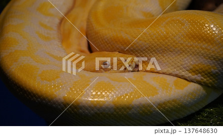 Albino Burmese Python Portrait Close Up Photography Albino Burmese Python Portrait Close Up Photography 137648630