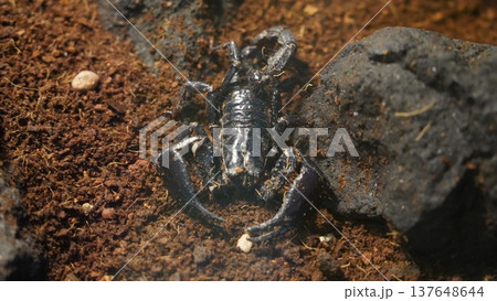 Asian Forest Scorpion Heterometrus species Close Up 137648644