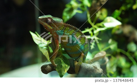 Panther Chameleon on Branch Calm Reptile Portrait 137648645