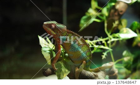 Colorful Panther Chameleon Sitting on a Branch 137648647