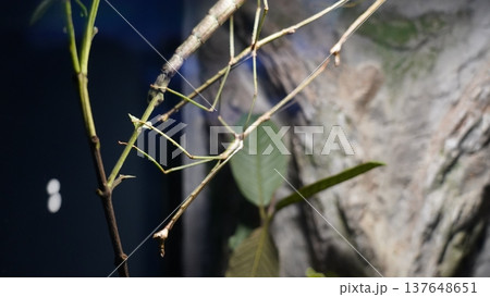 Stick insect camouflaged on a plant branch 137648651