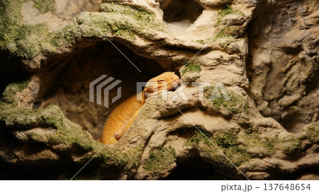 Leopard Gecko Relaxing in Rock Cave Reptile Portrait Leopard Gecko Relaxing in Rock Cave Reptile Portrait 137648654
