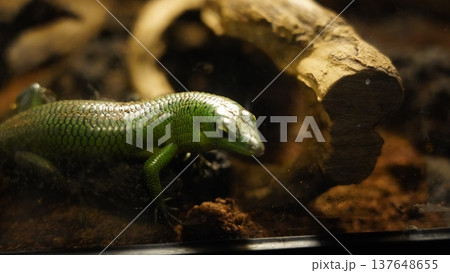 Emerald Tree Skink on Display at the Zoo 137648655