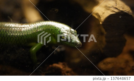 Emerald Tree Skink Close Up Exotic Pet Portrait Emerald Tree Skink Close Up Exotic Pet Portrait 137648657