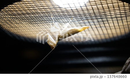 Ghost Mantis Hanging Upside Down Under Light Ghost Mantis Hanging Upside Down Under Light 137648660