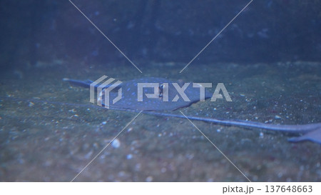 Bluespotted Stingray Underwater Marine Life Bluespotted Stingray Underwater Marine Life 137648663