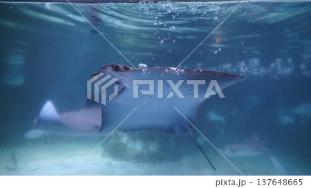 Smiling Stingray Underwater Aquatic Life Photography 137648665