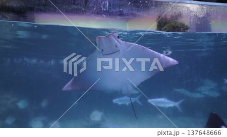 Southern Stingray in the Deep Blue Sea 137648666