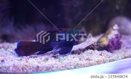 Vibrant Mandarinfish Swimming in Aquarium Setting Vibrant Mandarinfish Swimming in Aquarium Setting 137648674