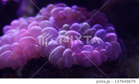 Bubble Coral Close Up Underwater Marine Life 137648679