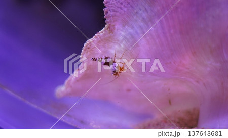 Sexy Shrimp on Anemone Underwater Macro Photography 137648681