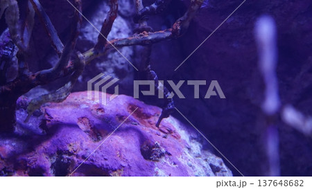 Seahorse in Aquarium Underwater Marine Life 137648682