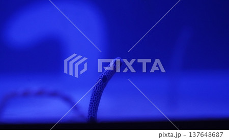Spotted Garden Eel in the Deep Blue Sea 137648687