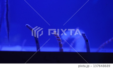 Spotted Garden Eels in Blue Water Habitat 137648689