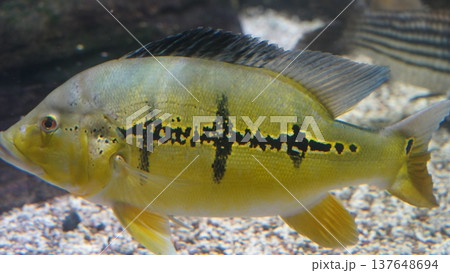 Majestic Peacock Bass Underwater Wildlife Photography 137648694
