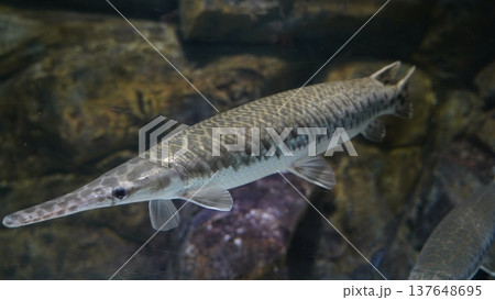 Alligator Gar Underwater Fish Photography Alligator Gar Underwater Fish Photography 137648695