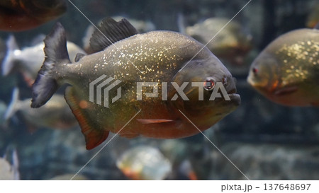 Red bellied Piranha in Aquarium Dangerous Fish Red bellied Piranha in Aquarium Dangerous Fish 137648697