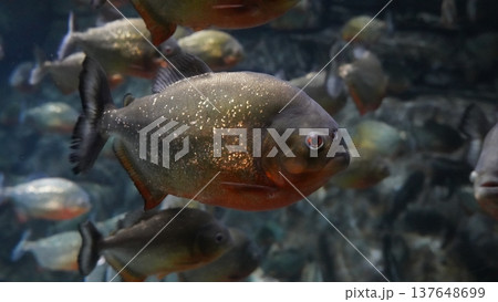 Red Bellied Piranha School Underwater Predator Fish Photo Red Bellied Piranha School Underwater Predator Fish Photo 137648699