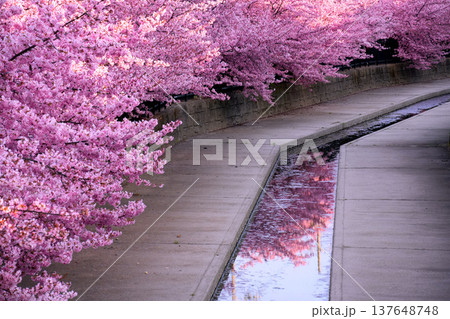 淀水路に植えられたピンクの河津桜の桜並木 淀水路に植えられたピンクの河津桜の桜並木 137648748