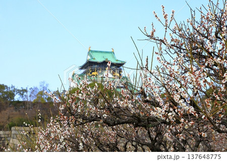 大阪城と満開の梅の花 大阪城と満開の梅の花 137648775