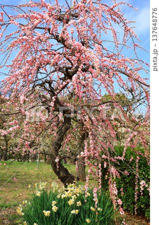 満開の梅の花 満開の梅の花 137648776