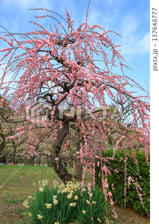 満開の梅の花 満開の梅の花 137648777