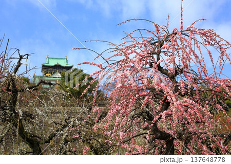 大阪城と満開の梅の花 137648778