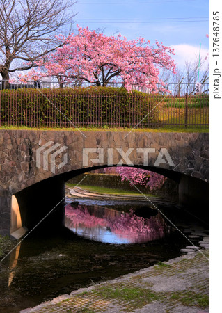 淀水路の橋の袂から見るピンクの河津桜 淀水路の橋の袂から見るピンクの河津桜 137648785