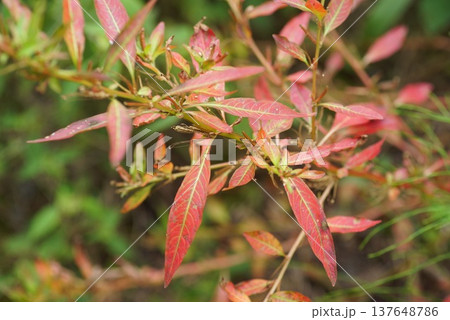 タデ科植物の紅葉 137648786